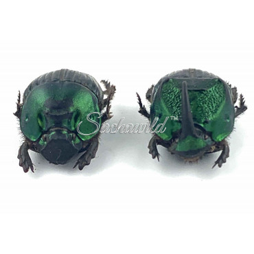 Phanaeus Achilles (Pair, A1)