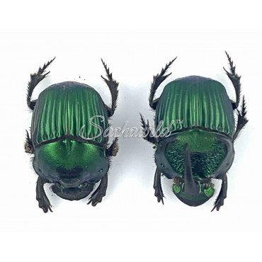 Phanaeus Achilles (Pair, A1)