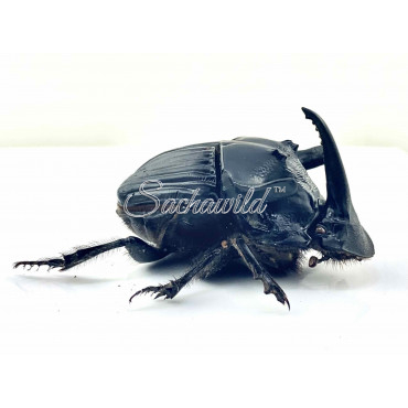 Sulcophanaeus Faunus (M, A1)