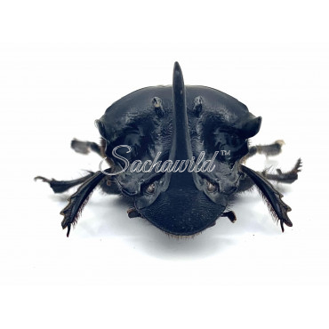 Sulcophanaeus Faunus (M, A1)