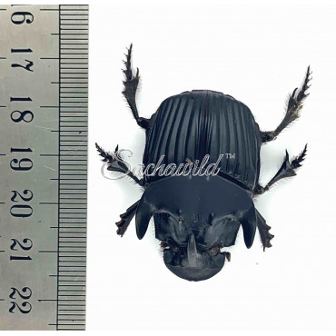 Sulcophanaeus Faunus (M, A1)