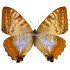 Morpho Sulkowsky Selenaris (F)