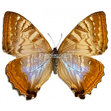 Morpho Sulkowsky Selenaris (F)