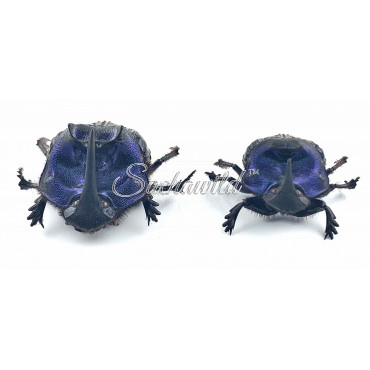 Coprophanaeus Lancifer (Pair, A1)