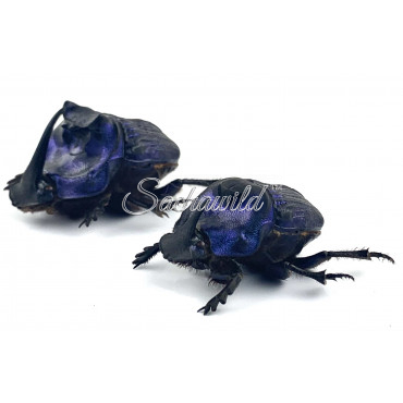 Coprophanaeus Lancifer (Pair, A1)