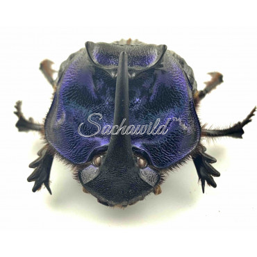 Coprophanaeus bonariensis　34mm 31mm Coprophanaeus bonariensis. 40-41) Female habitus. 42-43