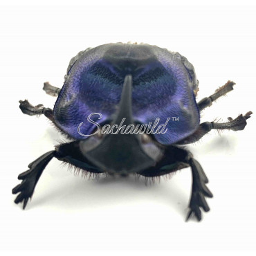 Coprophanaeus Lancifer (Pair, A1)