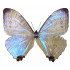 Morpho Sulkowsky Selenaris (M)