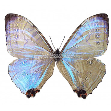 Morpho Sulkowsky Selenaris (M)