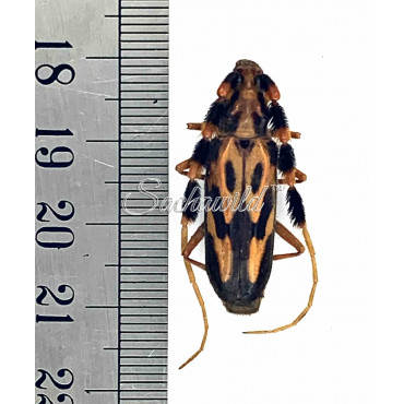 Batus Barbicornis (F, A1)