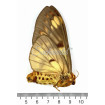 Poodle Moth Unidentified (U, A1)