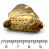 Poodle Moth Unidentified (U, A1)