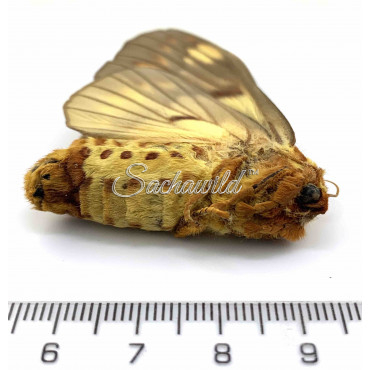 Poodle Moth Unidentified (U, A1)