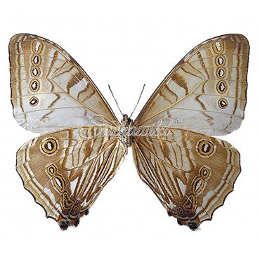 Morpho Sulkowsky Selenaris (M)