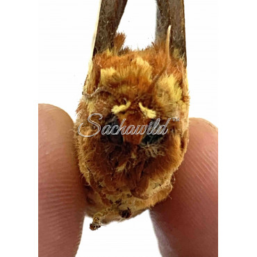 Poodle Moth Unidentified (U, A1)