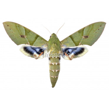 Eumorpha labruscae (F, A1)