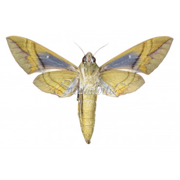 Eumorpha labruscae (F, A1)