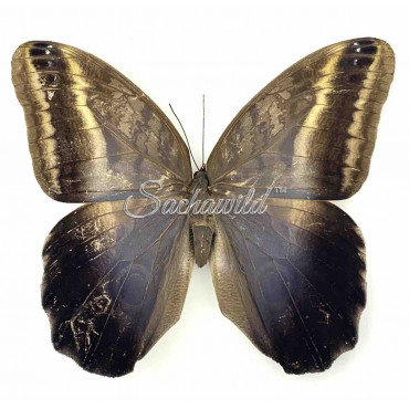 Caligo Oileus Spp. (M, A1)