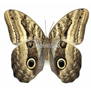 Caligo Oileus Spp. (M, A1)
