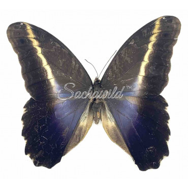 Caligo Superbus (M, A1)