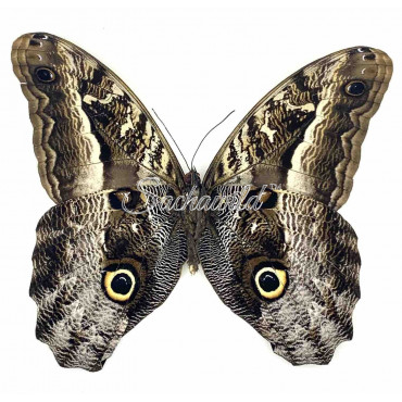 Caligo Superbus (M, A1)