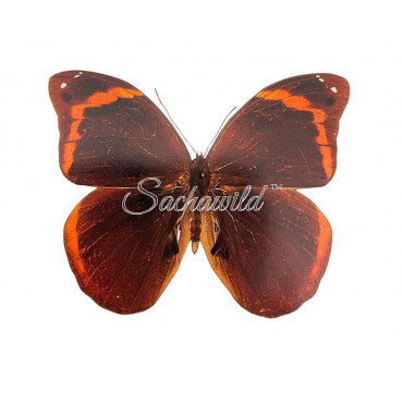 Catoblepia Xanthicles Orientalis