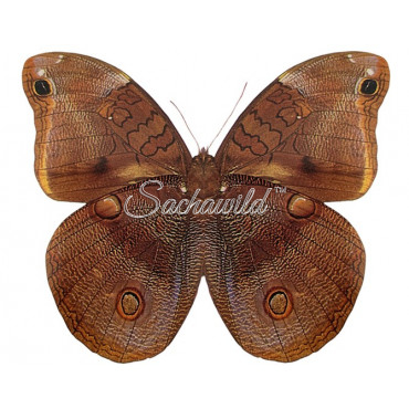 Catoblepia Xanthicles Orientalis (M, A1-)