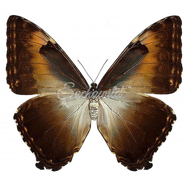 Morpho Cisseis Gahua Spp. (F)