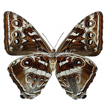 Morpho Cisseis Gahua Spp. (F)