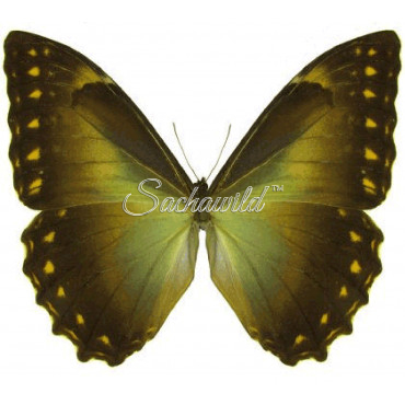 Morpho Telemachus Foucheri (F)