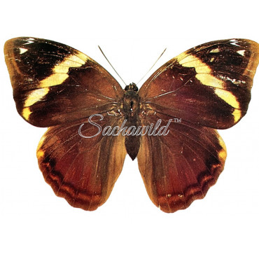 Opsiphanes Tamarindi (F, A1)