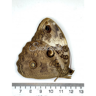 Opsiphanes Tamarindi (F, A1)