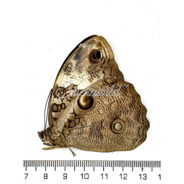 Opsiphanes Tamarindi (F, A1)