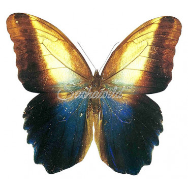 Caligo Prometheus (M, A1)