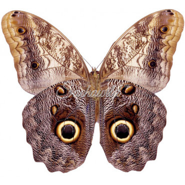 Caligo Prometheus (M, A1)