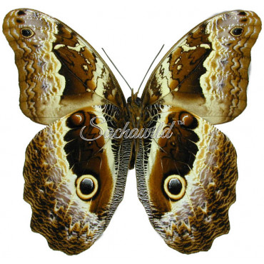 Caligo Oberthuri (M, A1)