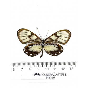 Godyris Zavaleta (M)