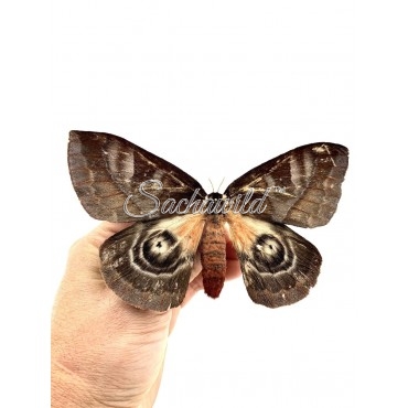 Automeris Spp..? (U)