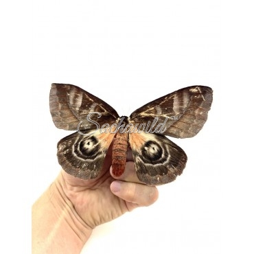 Automeris Spp..? (U)