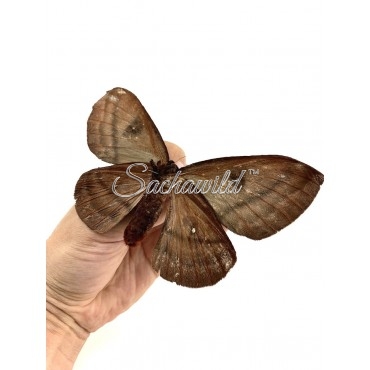 Automeris Spp..? (U)