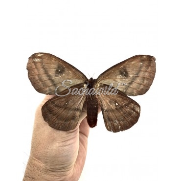 Automeris Spp..? (U)