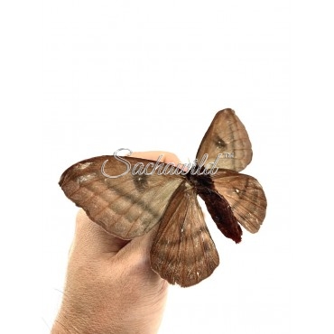 Automeris Spp..? (U)