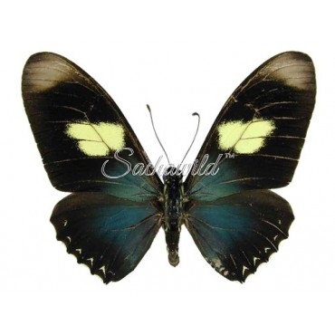 Papilio Pausianus (M)