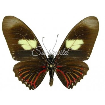 Papilio Pausianus (M)