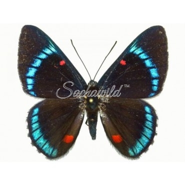 Necyria bellona Saundersii