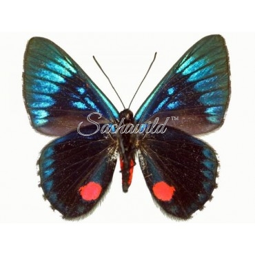 Necyria bellona Saundersii