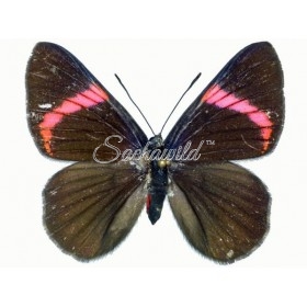 Necyria Bellona Saundersii