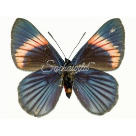 Necyria Bellona Saundersii