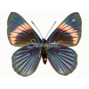 Necyria Bellona Saundersii