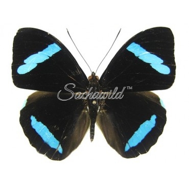 Nessaea Hewitsoni (M)